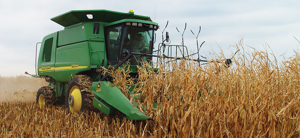 Combine in the field harvesting corn