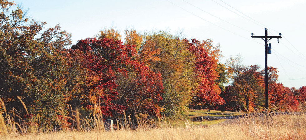 Power lines next to trees with colorful leaves in the Fall