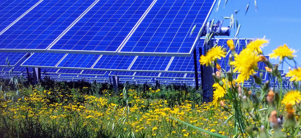 Bank of solar panels in a sunflower field